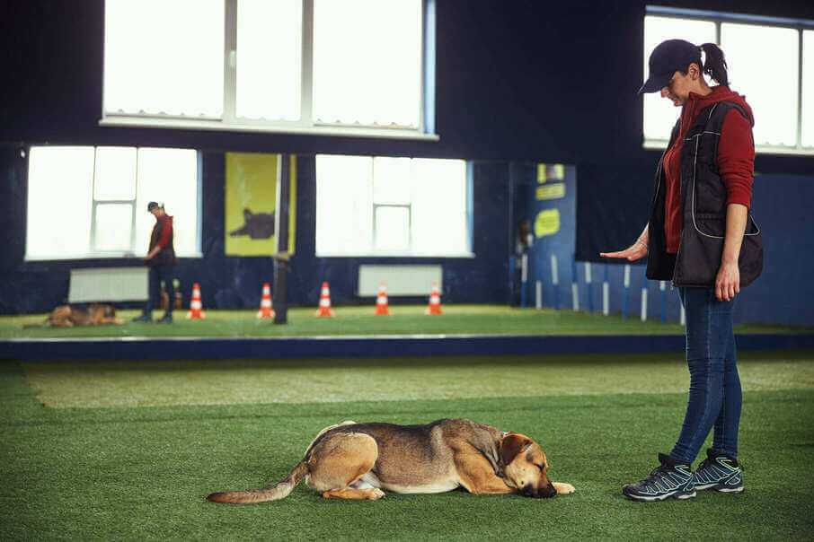 how long does it take to leash train a puppy