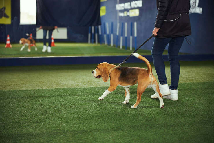 10 Loose Leash Walking Tips to Stop Pulling in its Tracks - Long Haul  Trekkers