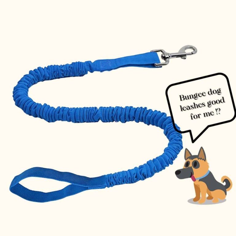 Bungee Dog Leashes Good Dos And Don'ts